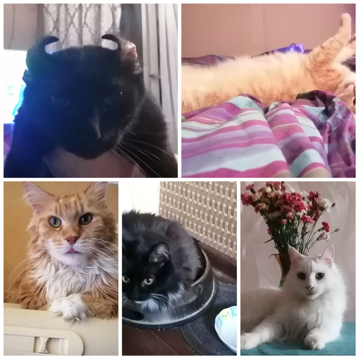 Вот они мои зайки!!!!