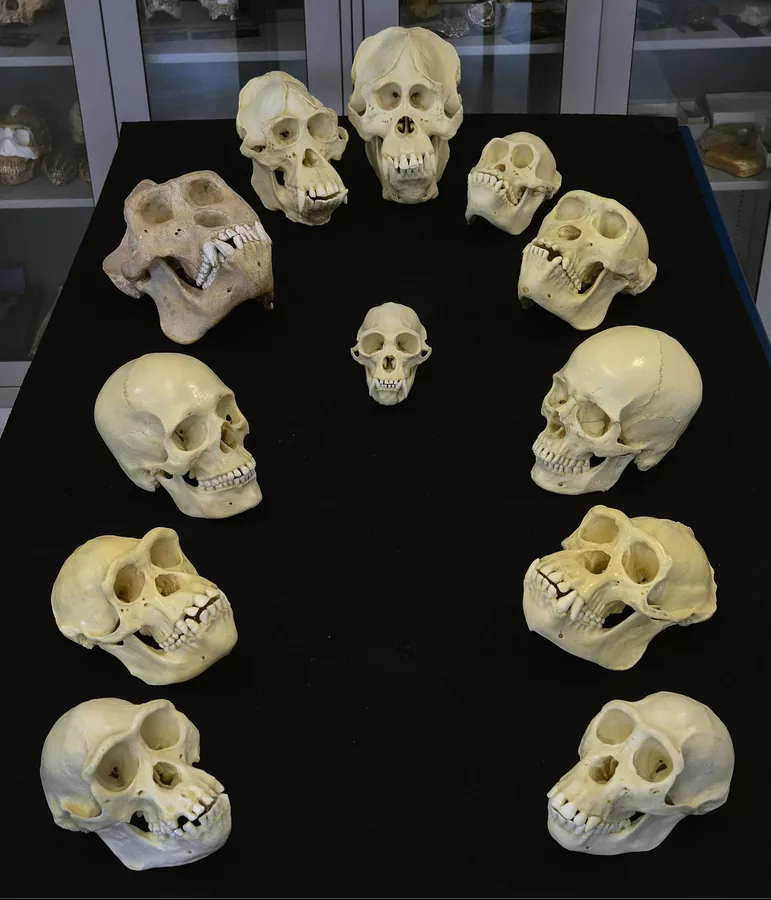Черепа человека и ближайших родственников; фото Roderick Mickens/AMNH