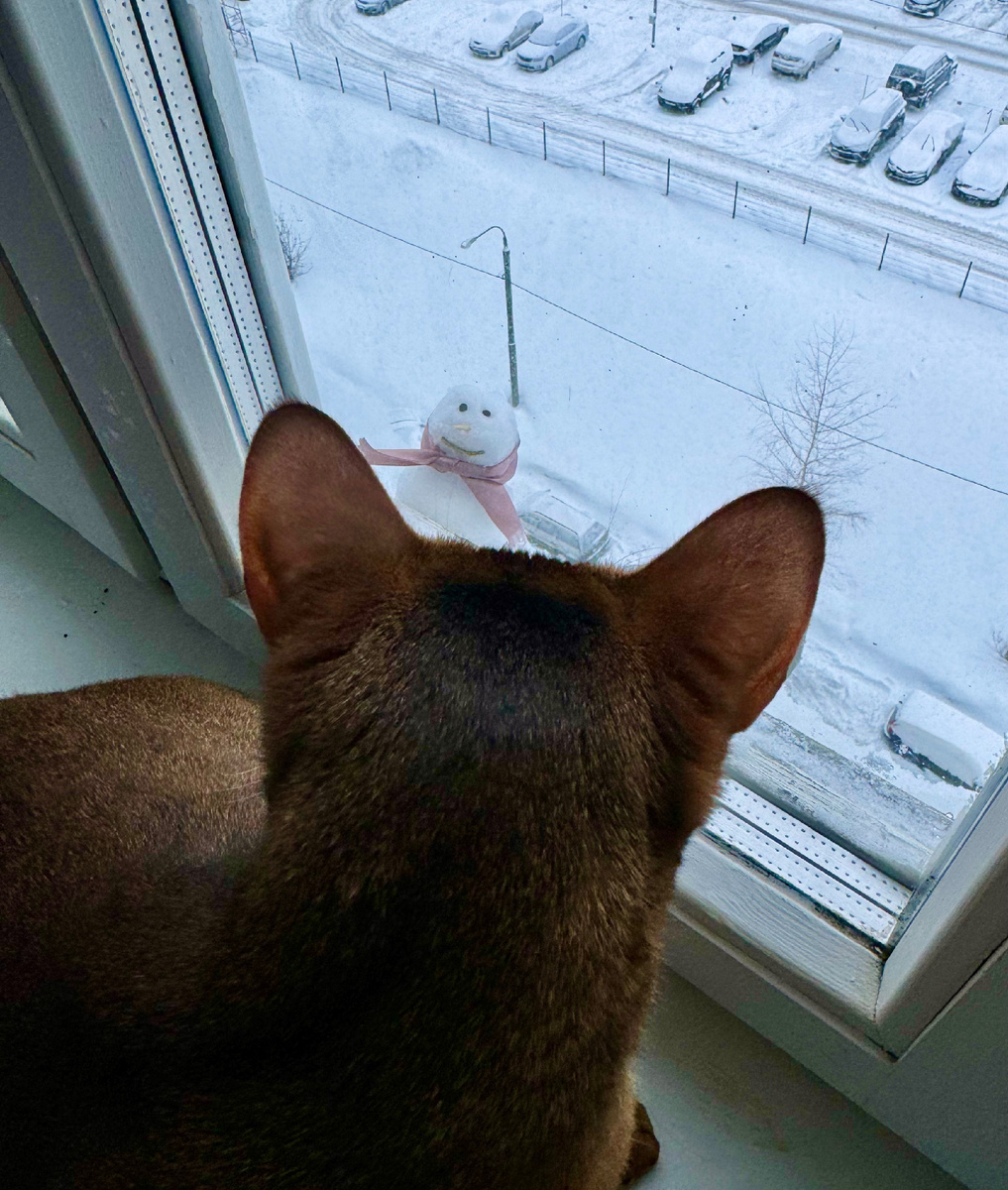 #AstrologyNelly #прогноз #зима #декабрь #кот 