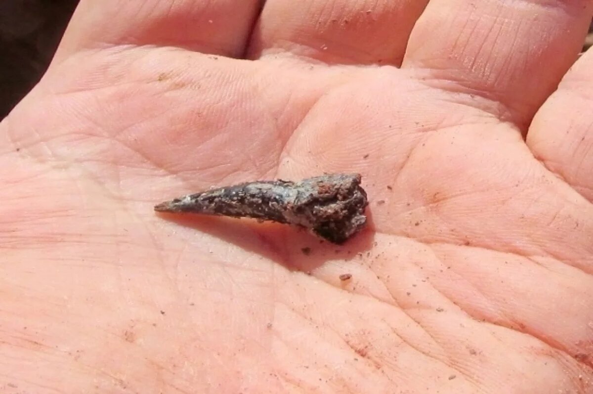    Археологи обнаружили клык звероящера в черте Нижнего Новгорода