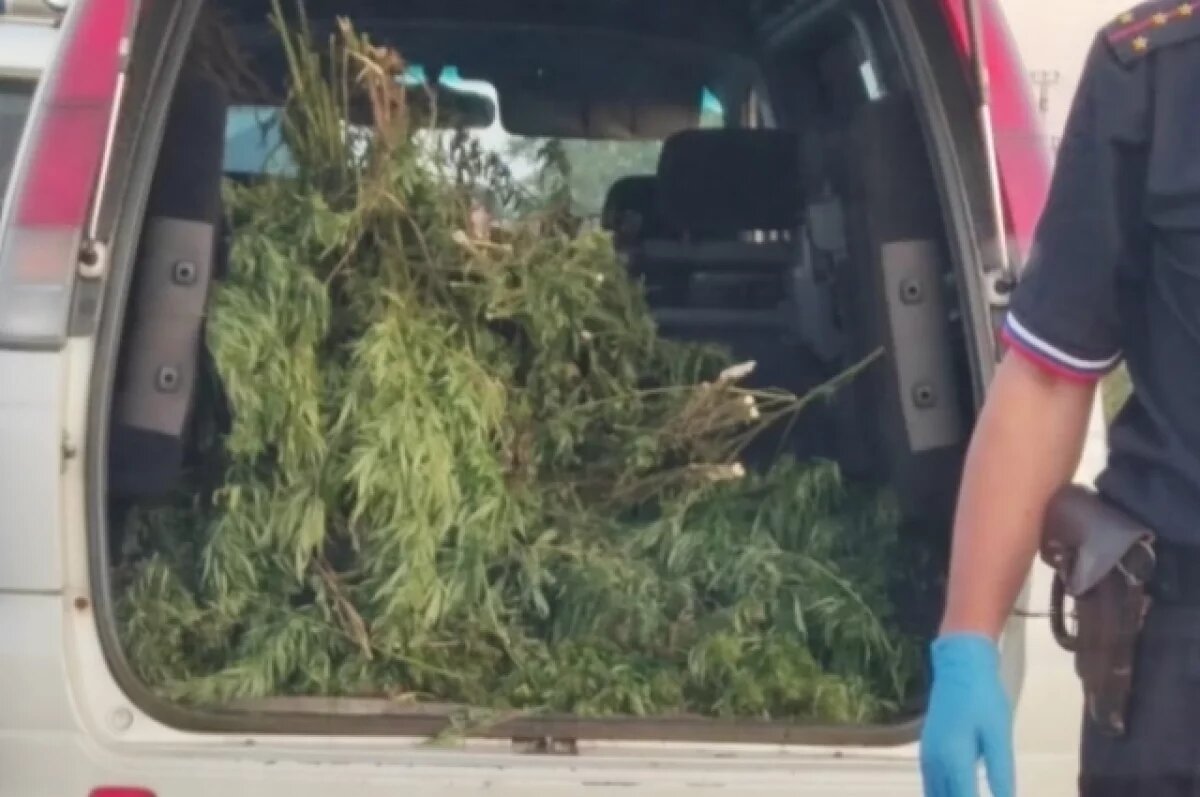    В Тульскую область из Пермского края впервые отправлено 38 тонн конопли