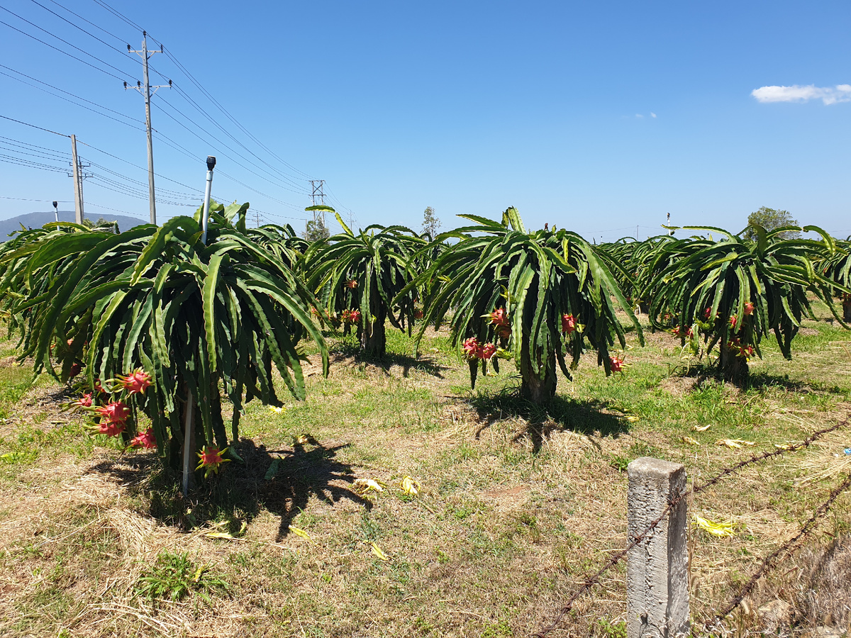 Плантации Драгонфрута (Питахайи)