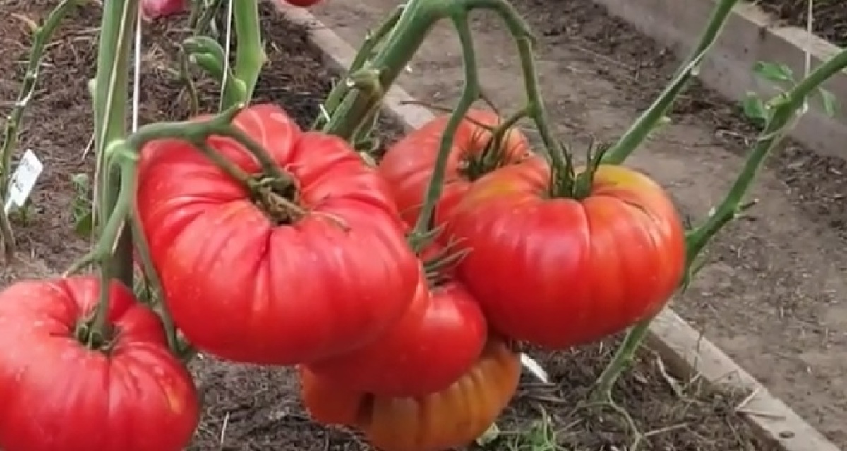 Три КРУПНОПЛОДНЫХ и ВКУСНЫХ томата для теплицы и открытого грунта