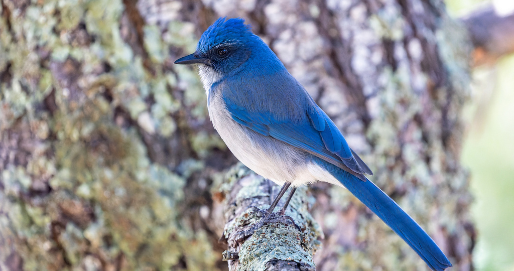 Голубые, лазурные, плюшеголовые, сиреневые...всё это сойки!