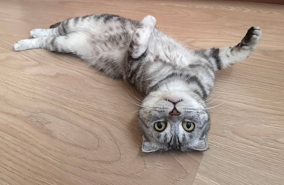 Сэм – вислоухий шотландец