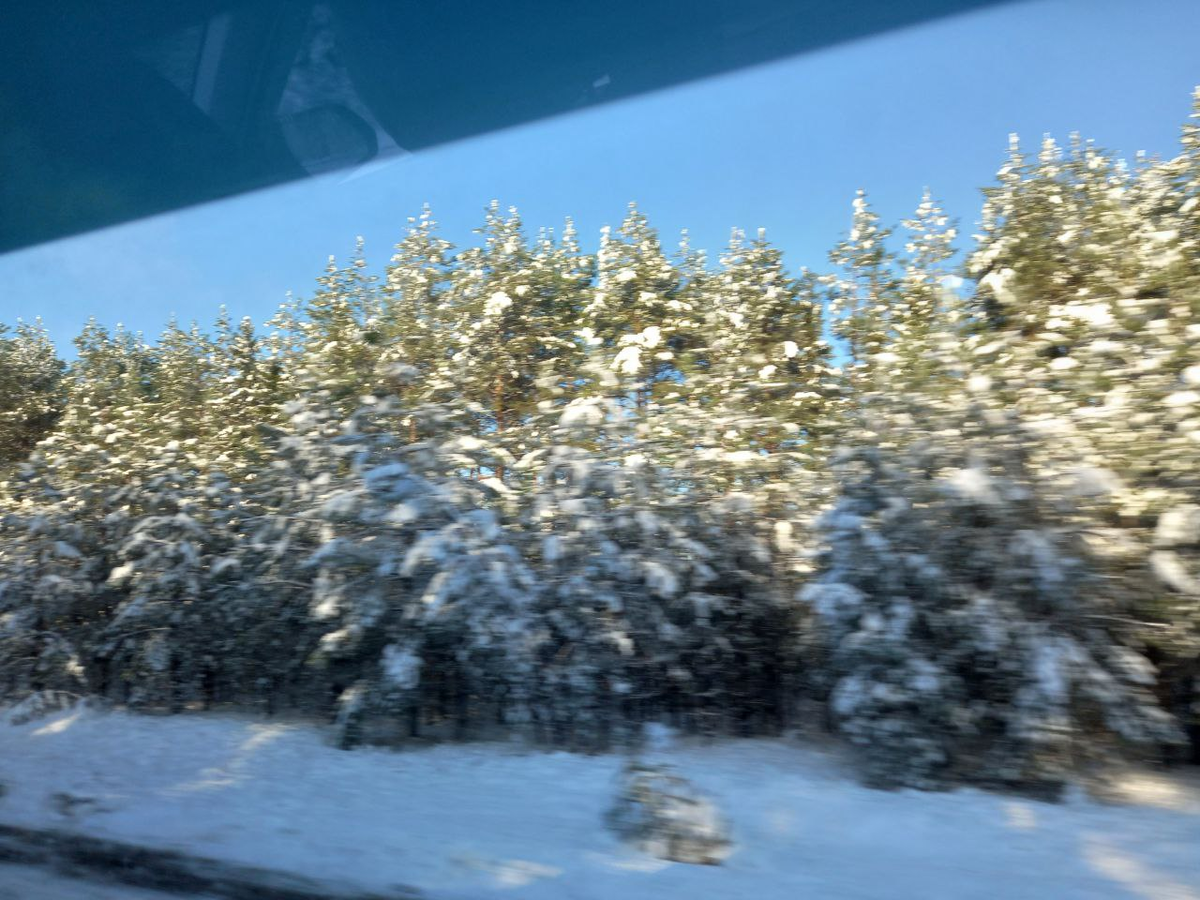 Это фото было сделано по пути из Псковской области в Петербург 4 ноября!