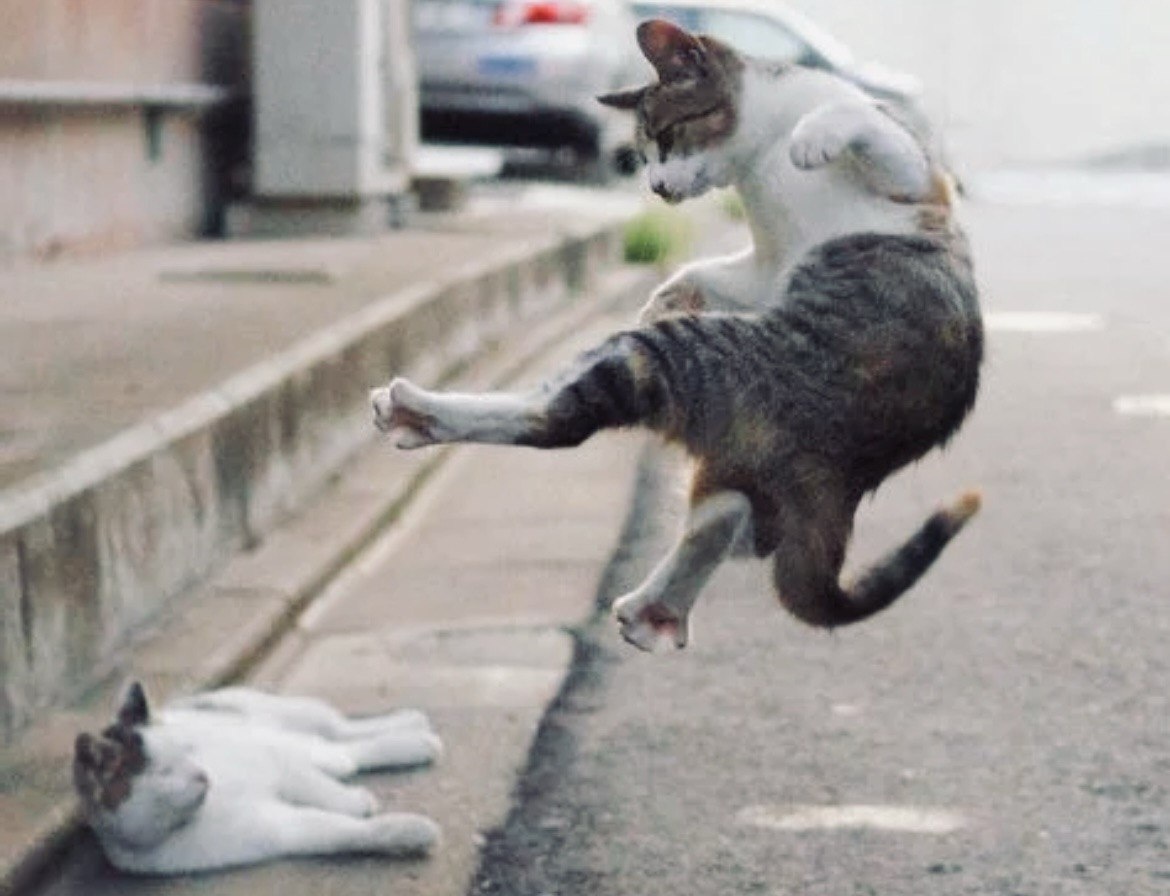 Этот котик показывает своему сородичку, как правильно нужно паркурить ->->-> 