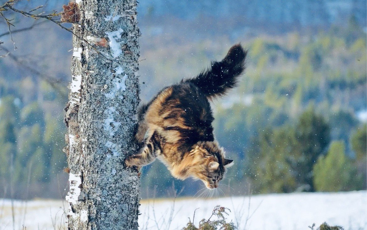 А этот пушистик явно познал все азы паркура, и даже научился отталкиваться от дерева ->->->