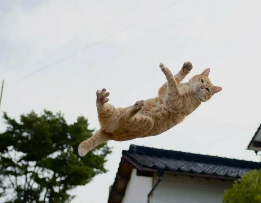 А как вам такой пируэт от рыжика, а вам слабо?