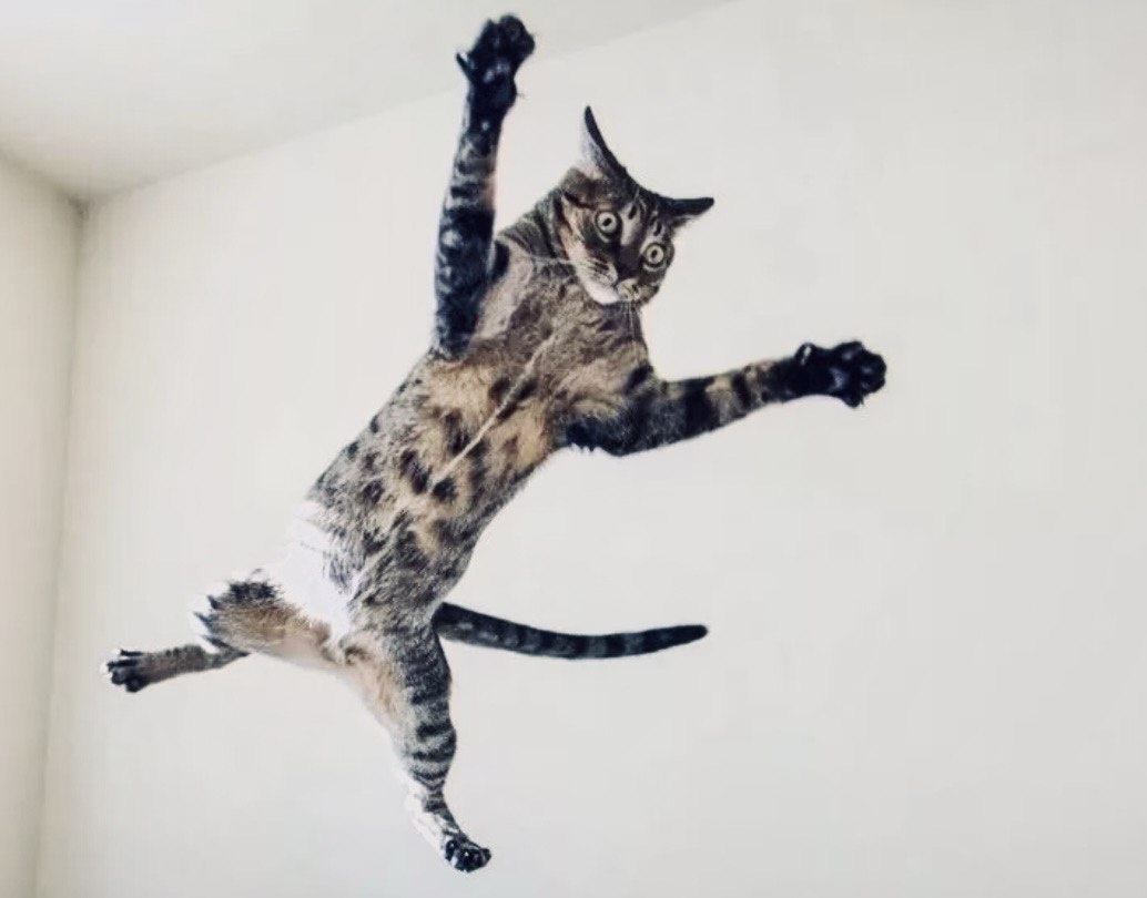 Смотри, хозяин, как я могу! Я научился летать! Вжжжух! ->->->