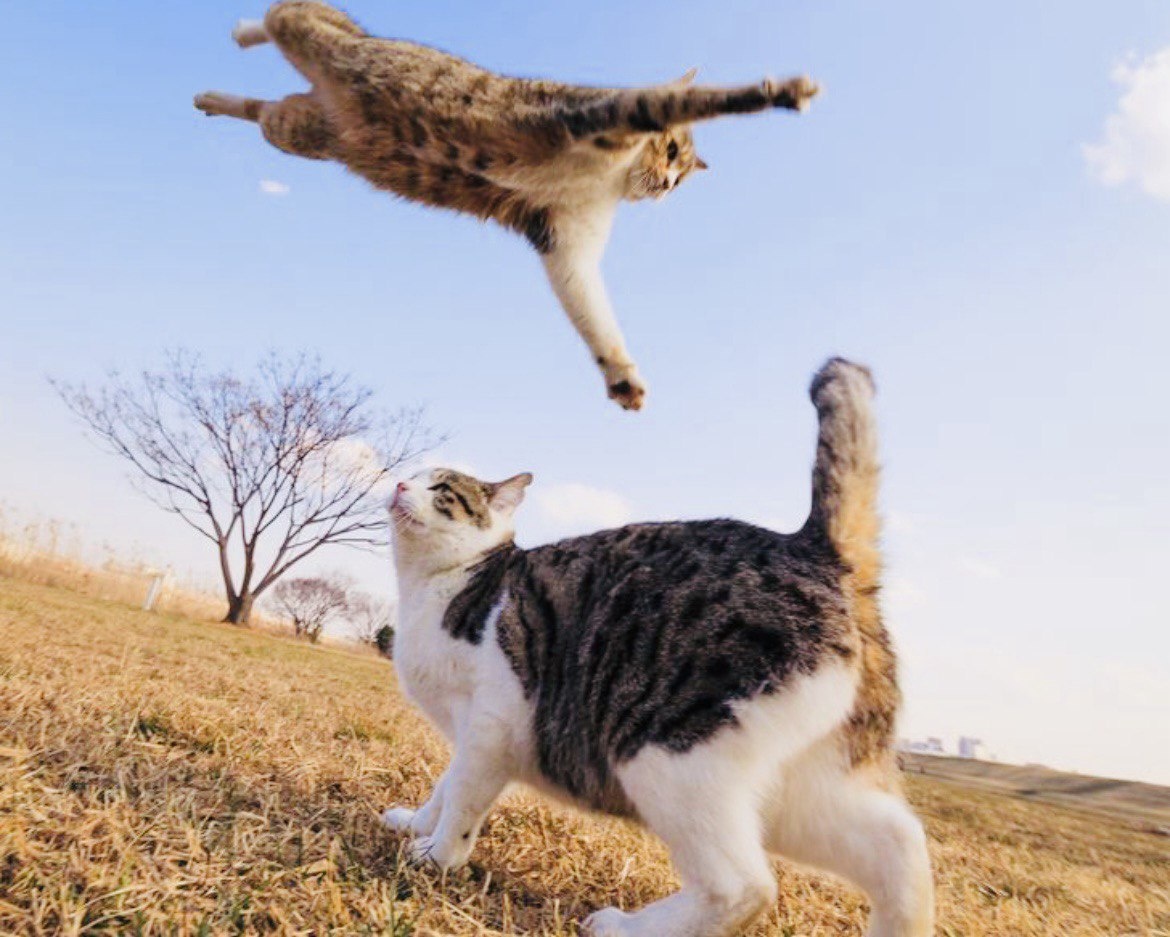 Черно-пестрая кошка явно завидует своему летающему сородичу, а тот и рад покрасоваться перед своей подружкой ->->->