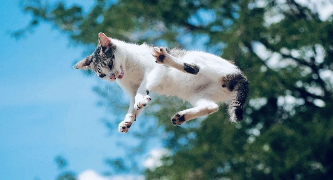 Я маленький кот-летяга! Аааа! Ловите меня семеро.