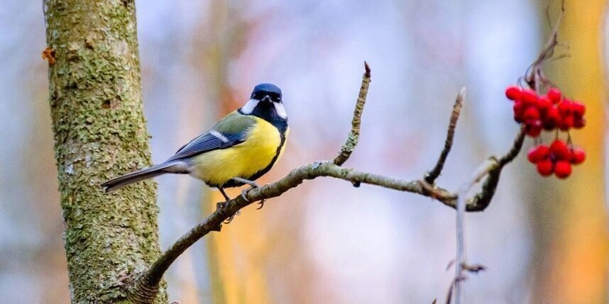    Алена Бобрович