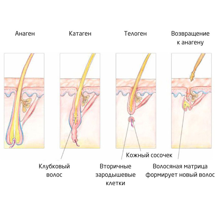 Источник: httpswizard-pro.ruinfopochemu_vypadayut_svoi_resnitsy