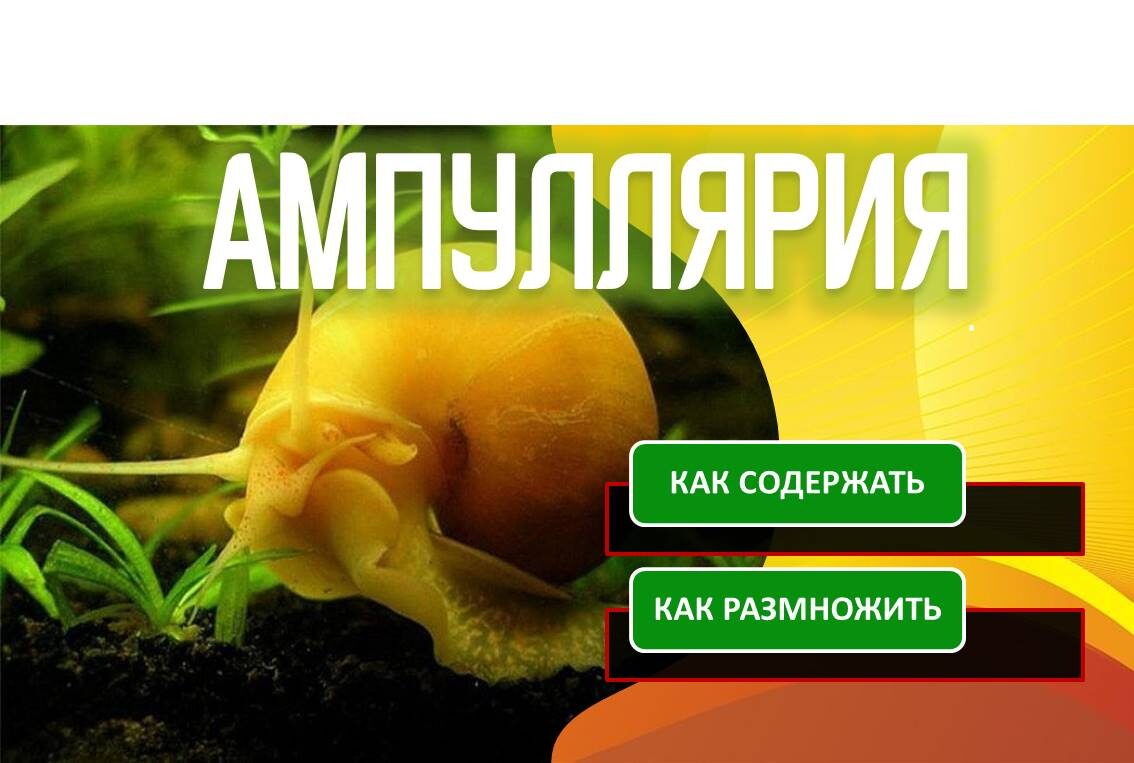 Улитка ампуллярия