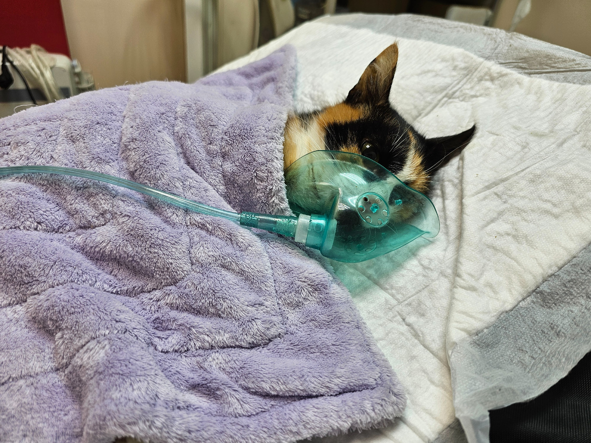 Фото автора. ЛюсИ на грелке и дышит кислородом в клинике.