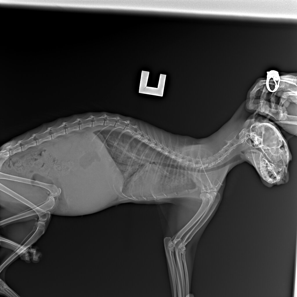 Фото автора. Рентген ЛюсИ.