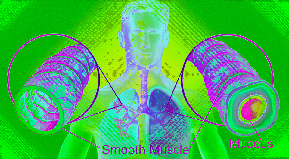   N + 1; BruceBlaus / Wikimedia Commons / CC BY-SA 3.0