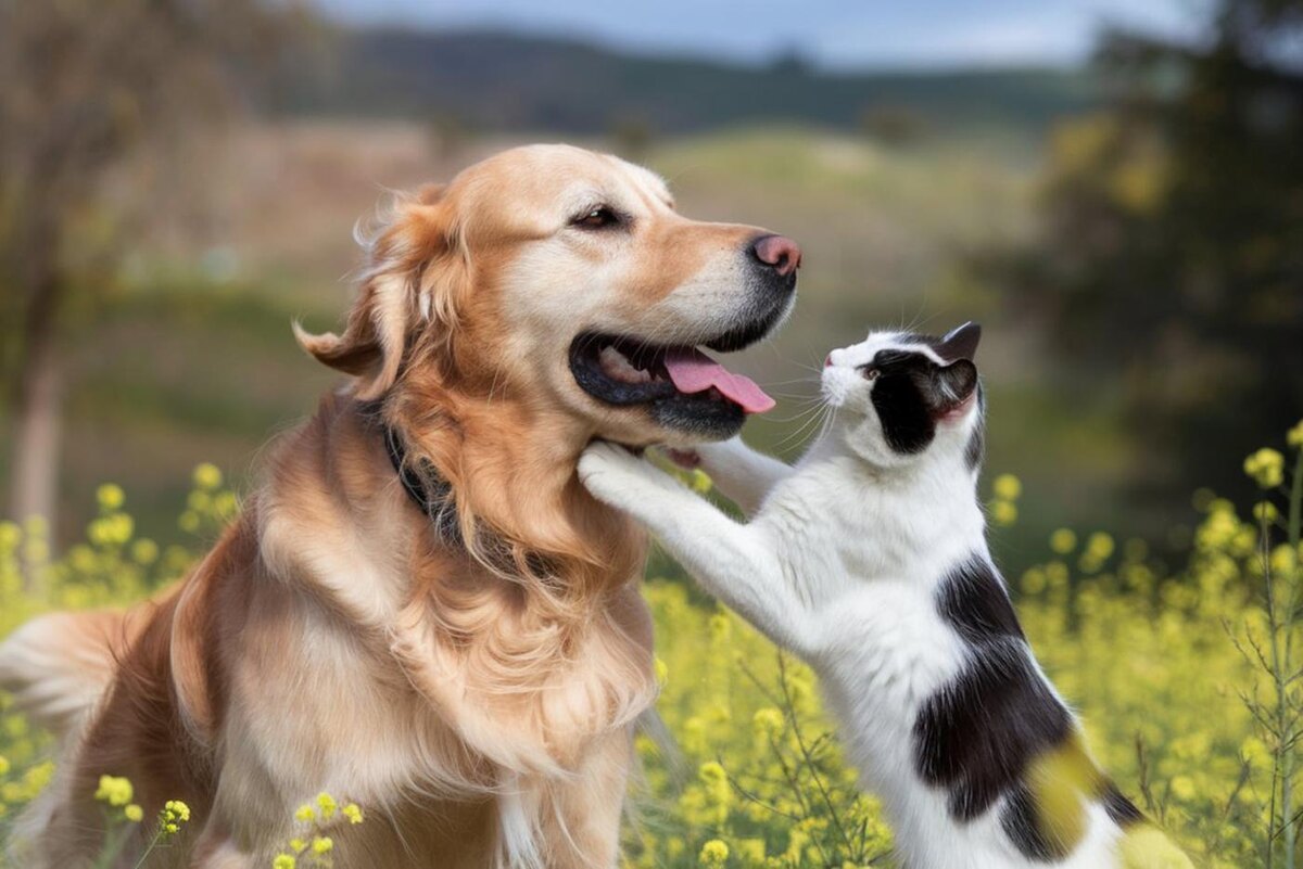 30 ноября - Всемирный день домашних животных. Copyright (c) 2024 VisualMosaic/Shutterstock.