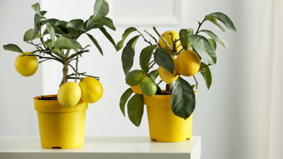    Садовод рассказал, каким растениям не подходят большие горшки Алина Городниченко