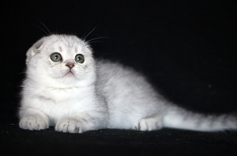 Фото котика из питомника ,белорусского питомника Real cat's