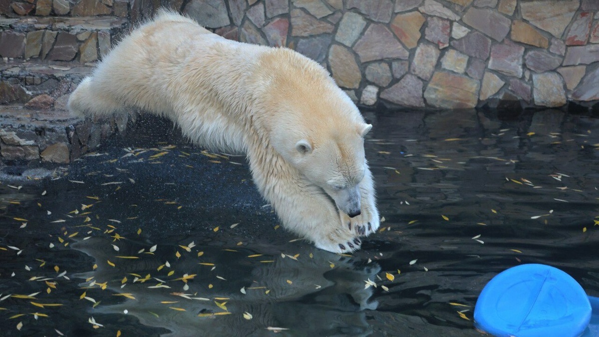     Источник: Фото пресс-службы Ленинградского зоопарка