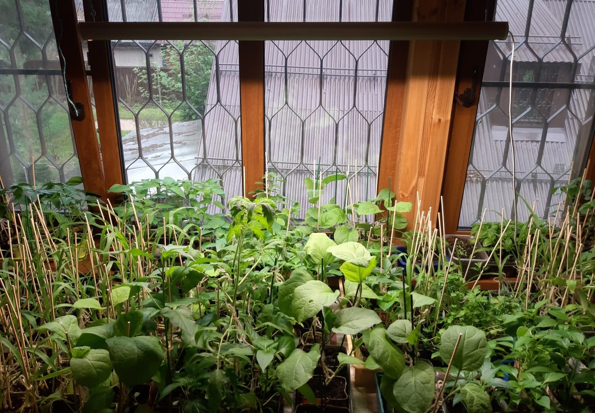 Фото автора.