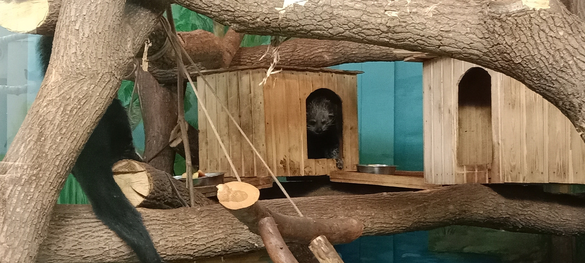 Бинтуронги