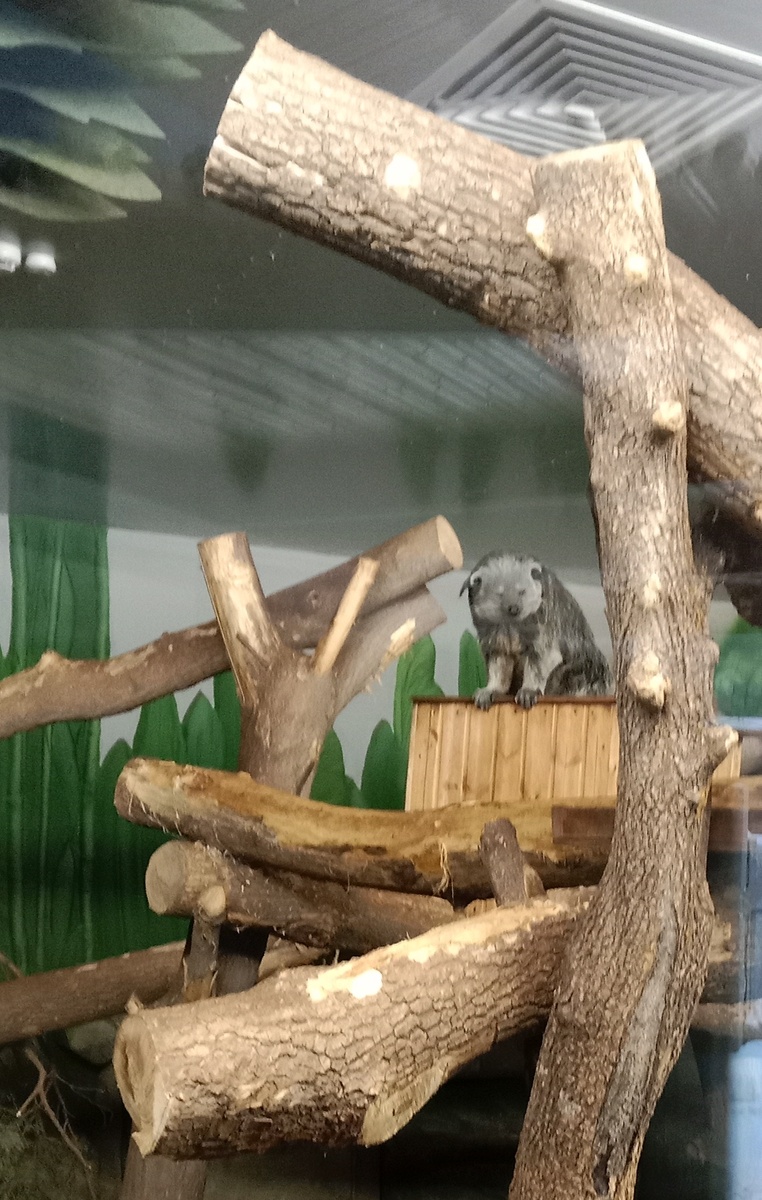 новое место  жительства бинтуронга