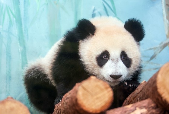    Панда Катюша