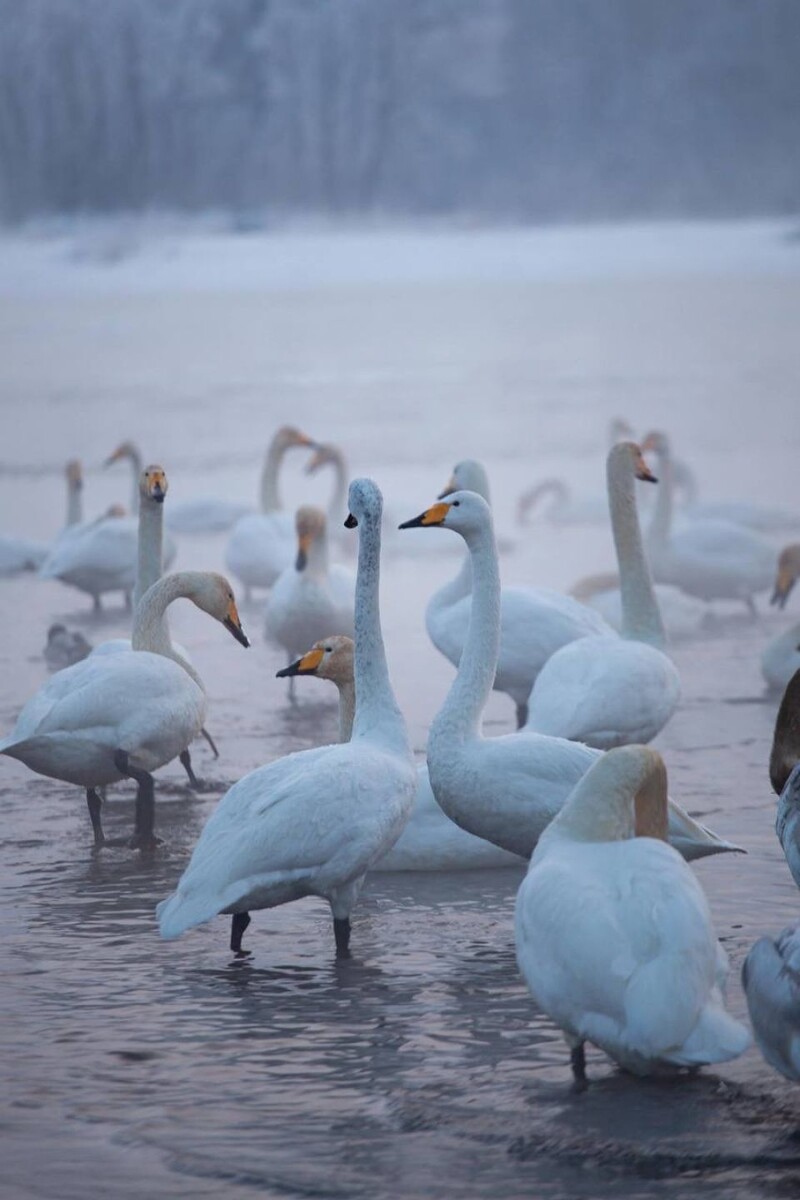    Лебеди на берегу Бии. Источник: Наталья Гребнева