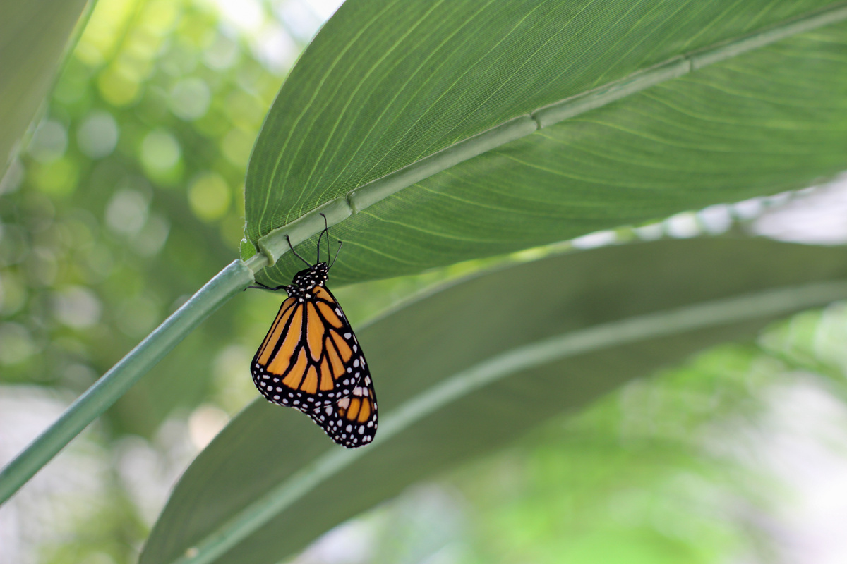 Данаида Монарх (Danaus plexippus) в Парке бабочек Paradise