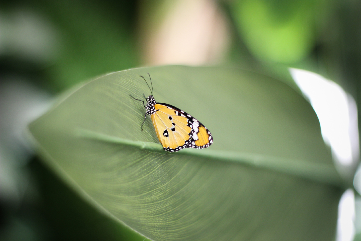 Данаида Хризипп (Danaus chrysippus) в Парке бабочек Paradise