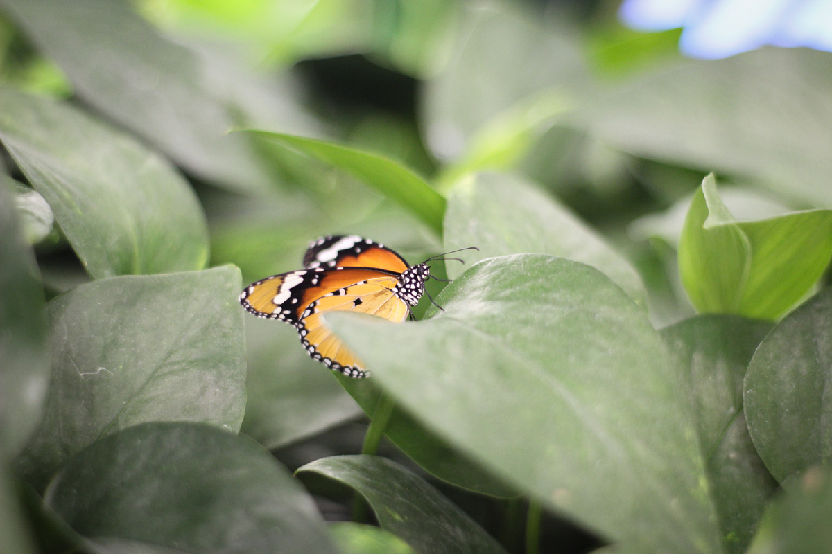 Данаида Хризипп (Danaus chrysippus) в Парке бабочек Paradise