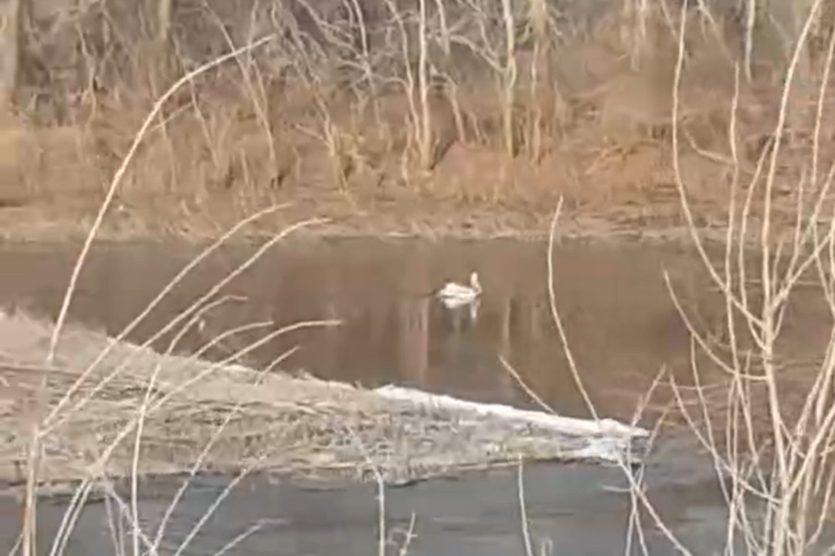    В Орске на Урале живет одинокий пеликан. Его стая улетела в теплые края