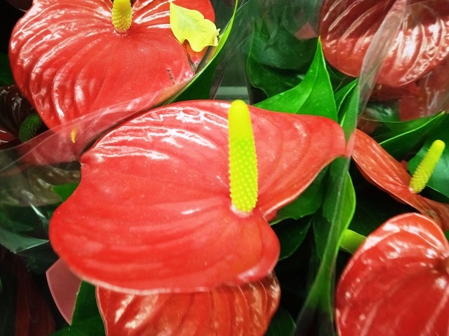 5 противопоказаний, которые не любит комнатный Антуриум - цветок фламинго