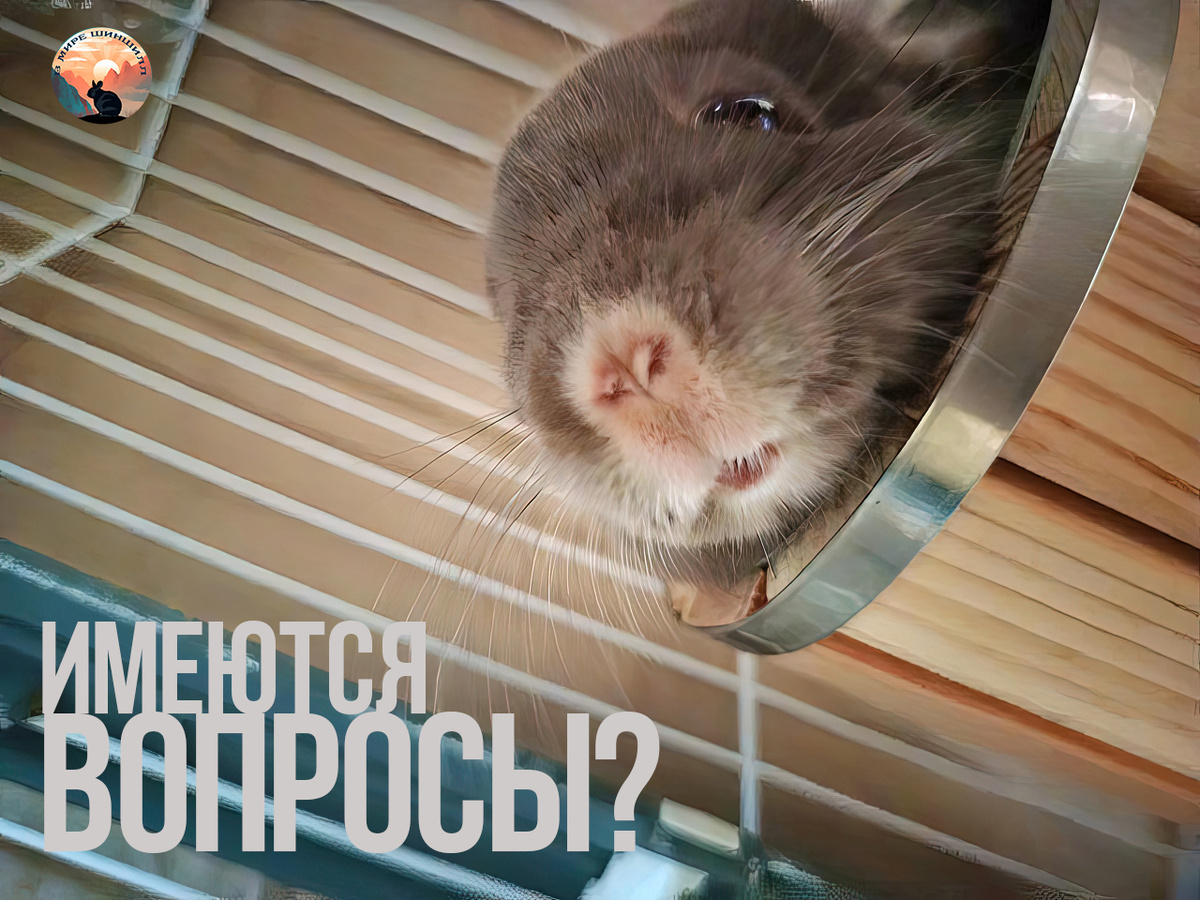 Финик интересуется
