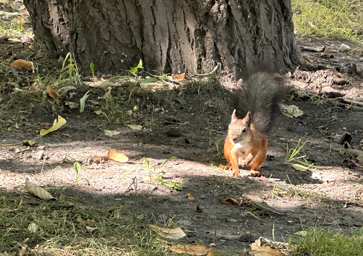    В Минсельхозе назвали условие межрегионального распространения бешенства
