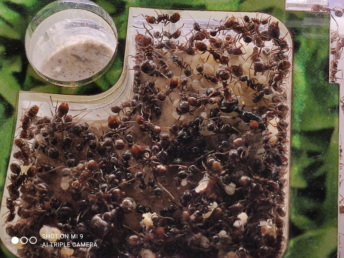 Муравьиная ферма с муравьями-жнецами.