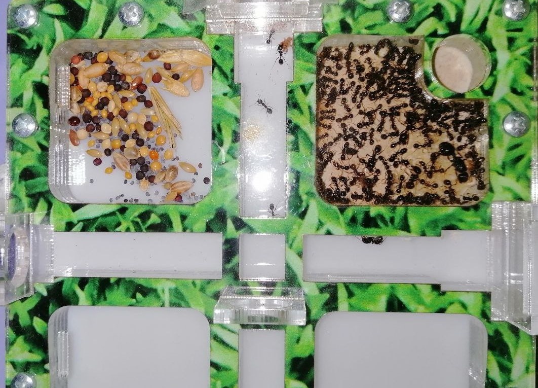 Муравьиная ферма с муравьями-жнецами