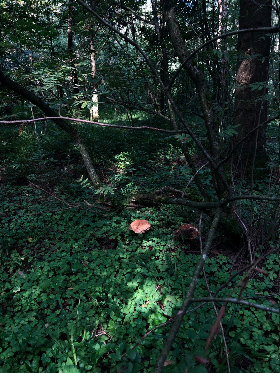 Возможно, здесь стоит поискать получше