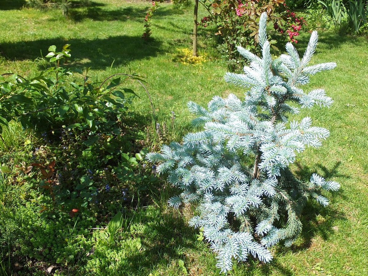 Ель колючая edith. Ель колючая picea pungens edith. Ель колючая picea pungens edith. Ель колючая голубая edith. Ель колючая edith.