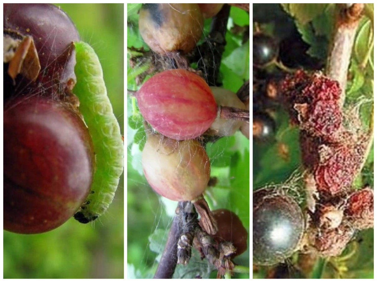 Гусеница и "плоды" её труда. 