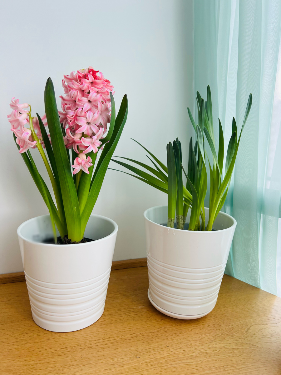 Цветы моя маленькая ежедневная радость 