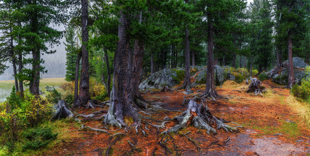 Сосновый бор