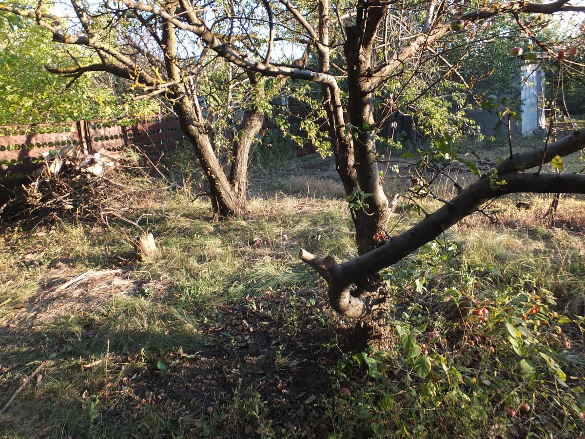 4 года тому было так. Фото уже после некоторой расчистки участка. 