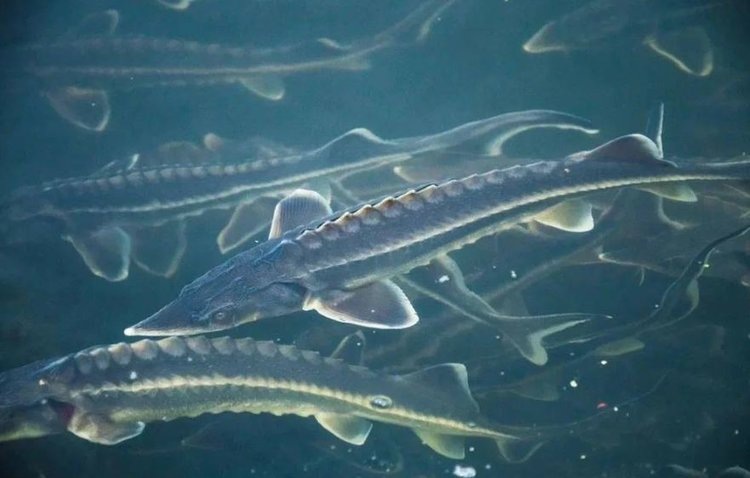    С восстановлением запаса русского осетра в Азовском море начали встречаться особи массой более 20 кг