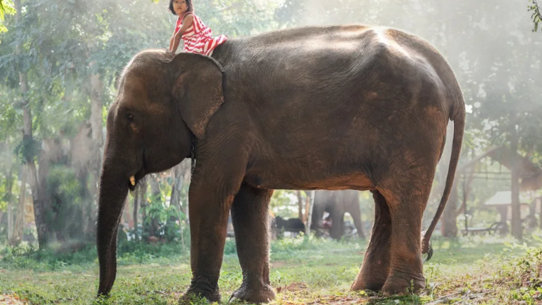 А как слезать?