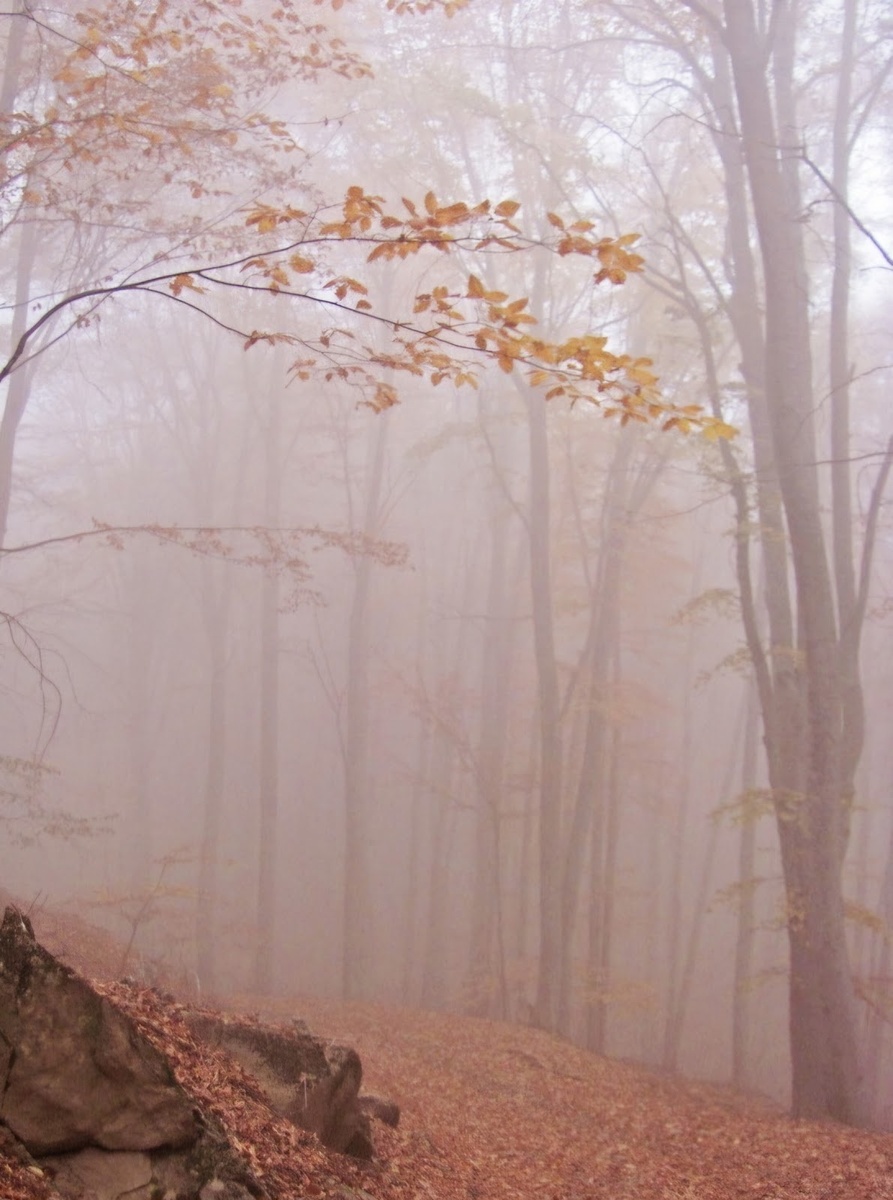 Наше будущее, как этот туманный лес, еще не ясно, но оно в наших с вами руках…