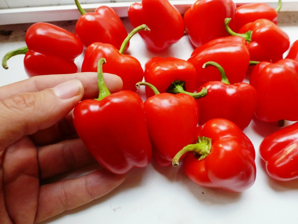 Источник фото: pomidom.ecwid.com